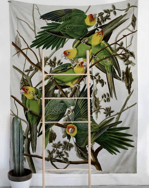 tropical-parrots